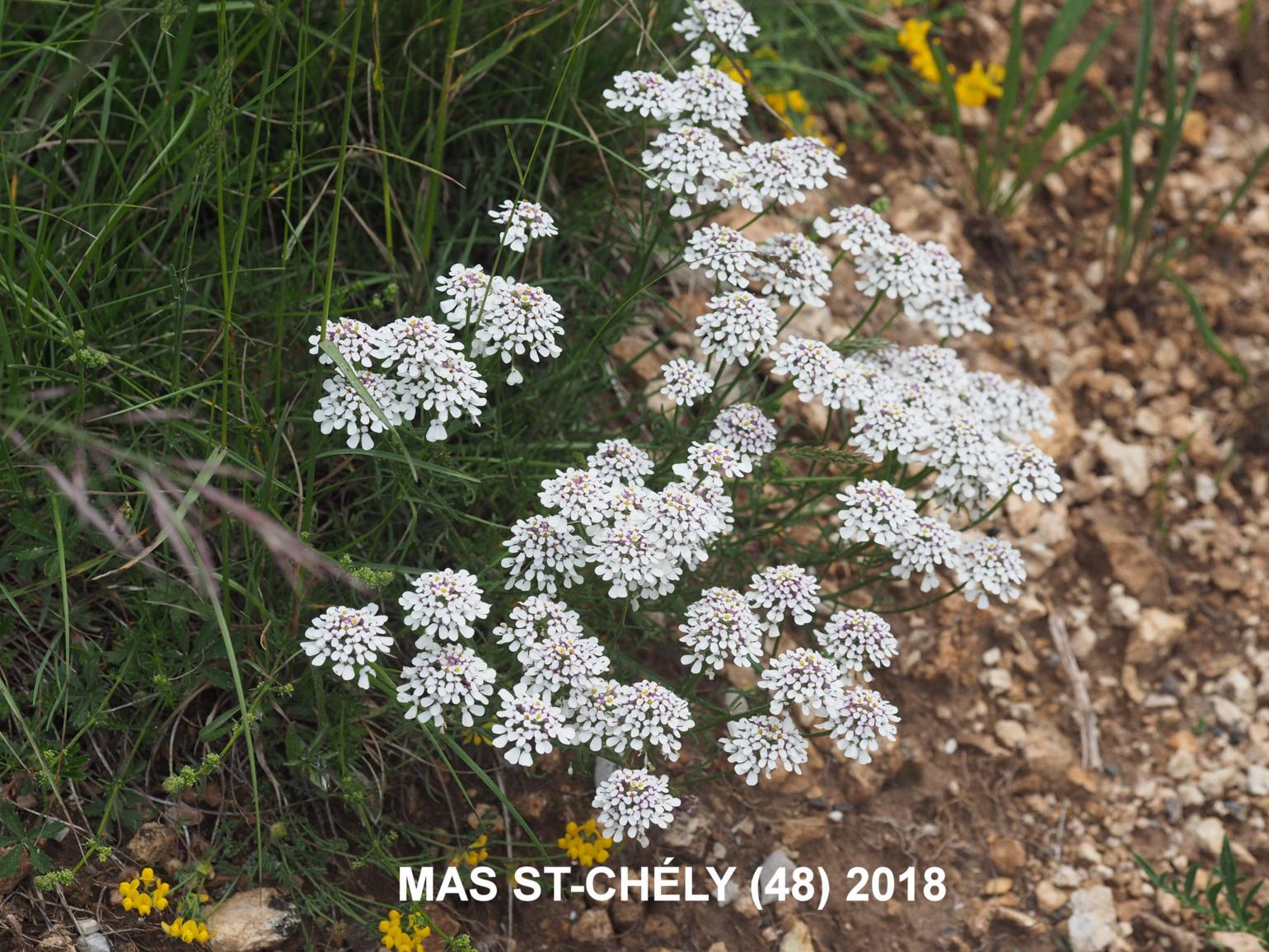 Candytuft, (Cut-leaved)